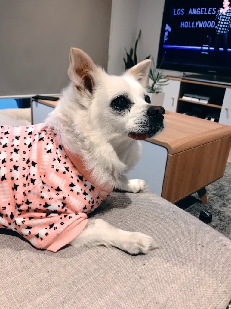An elderly white dog named Zoe wearing a pink patterned sweater, resting alertly on a couch after recovering from eating gravel