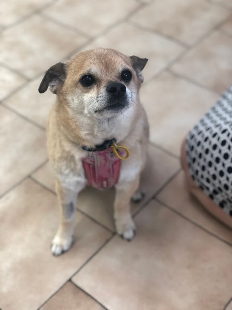 A small tan Chihuahua named Herlew sits on a tiled floor, looking up calmly after recovering from dental treatment that included tooth removal due to severe ulceration.