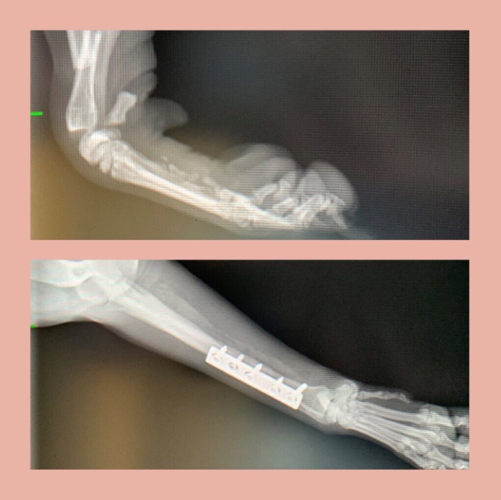 Two X-ray images showing a dog’s foreleg with a repaired fracture, including a metal plate and screws securing the bone.
