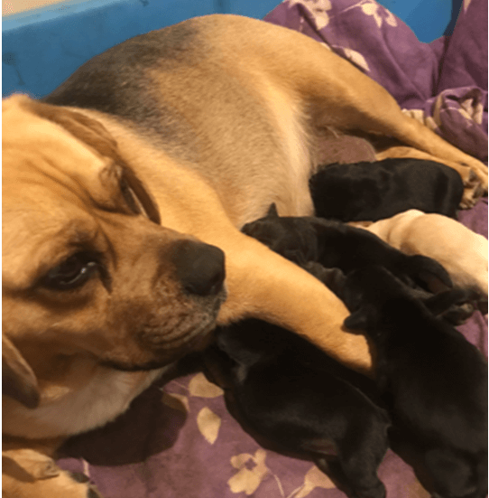 Sandie, a tan Puggle, rests on a purple blanket while nursing her newborn puppies after undergoing an emergency Caesarean section.