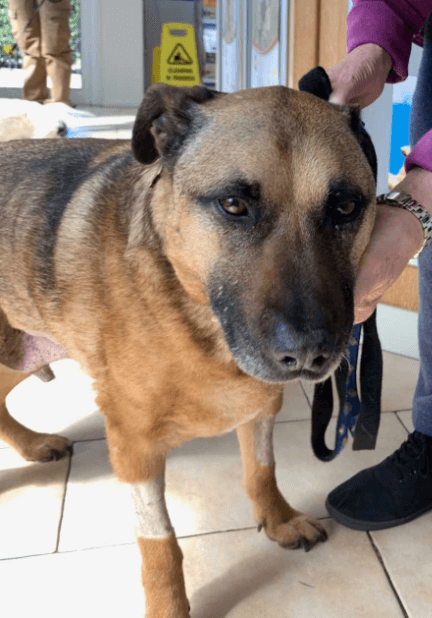 Senior Labrador cross named Buster standing indoors after surgery to remove a nectarine stone from his intestine.