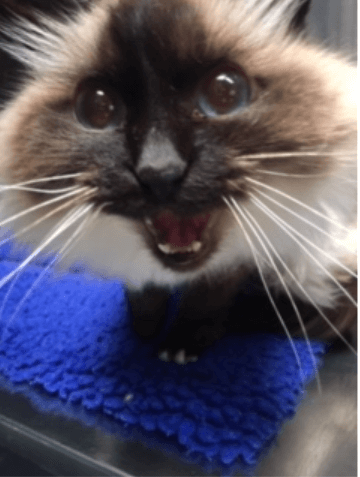 Thirteen-year-old Birman cat named Blossom sitting on a blue mat, mid-meow after treatment for an abscess.