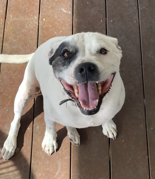 Rocco, an eight-year-old Staffordshire Terrier with a white coat and black facial patch, smiling brightly while sitting on a wooden deck. Despite his diagnosis of a squamous cell carcinoma on his abdomen, he looks cheerful and full of life.