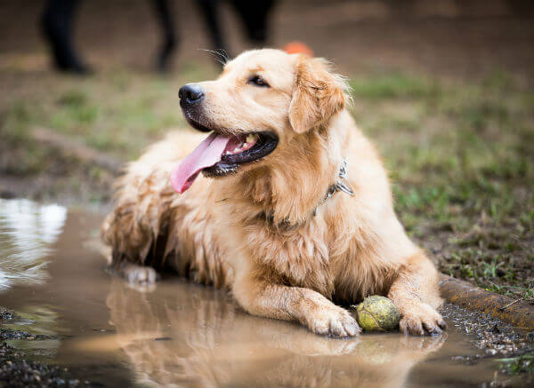 A Golden Retriever lying in a muddy puddle with its tongue out and a ball nearby, enjoying playtime outdoors where water exposure can pose infection risks.
