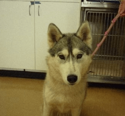 Seven-year-old Siberian Husky named Gypsy standing indoors during a veterinary visit for a mammary gland tumour.