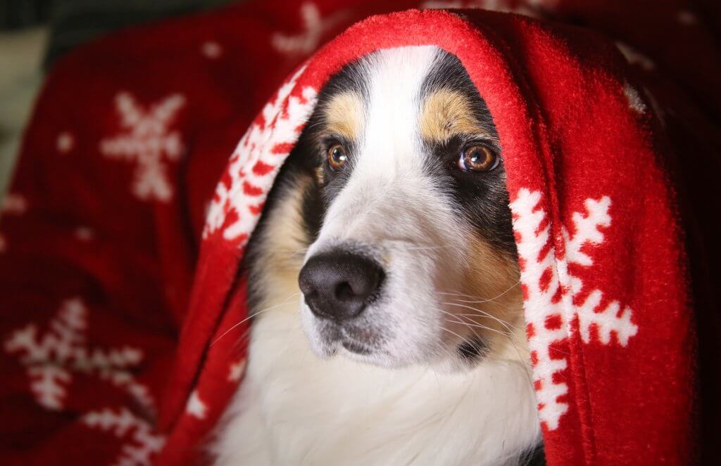 Christmas dog under blanket