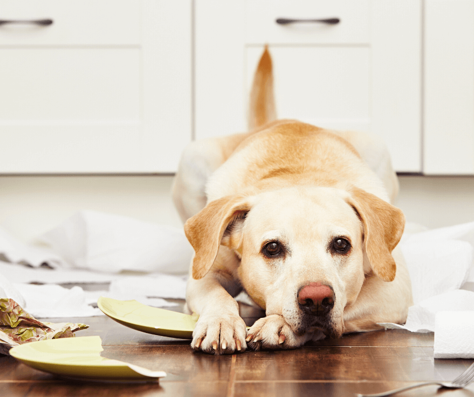Labrador lying on the floor among torn paper, showing signs of separation anxiety when left alone.