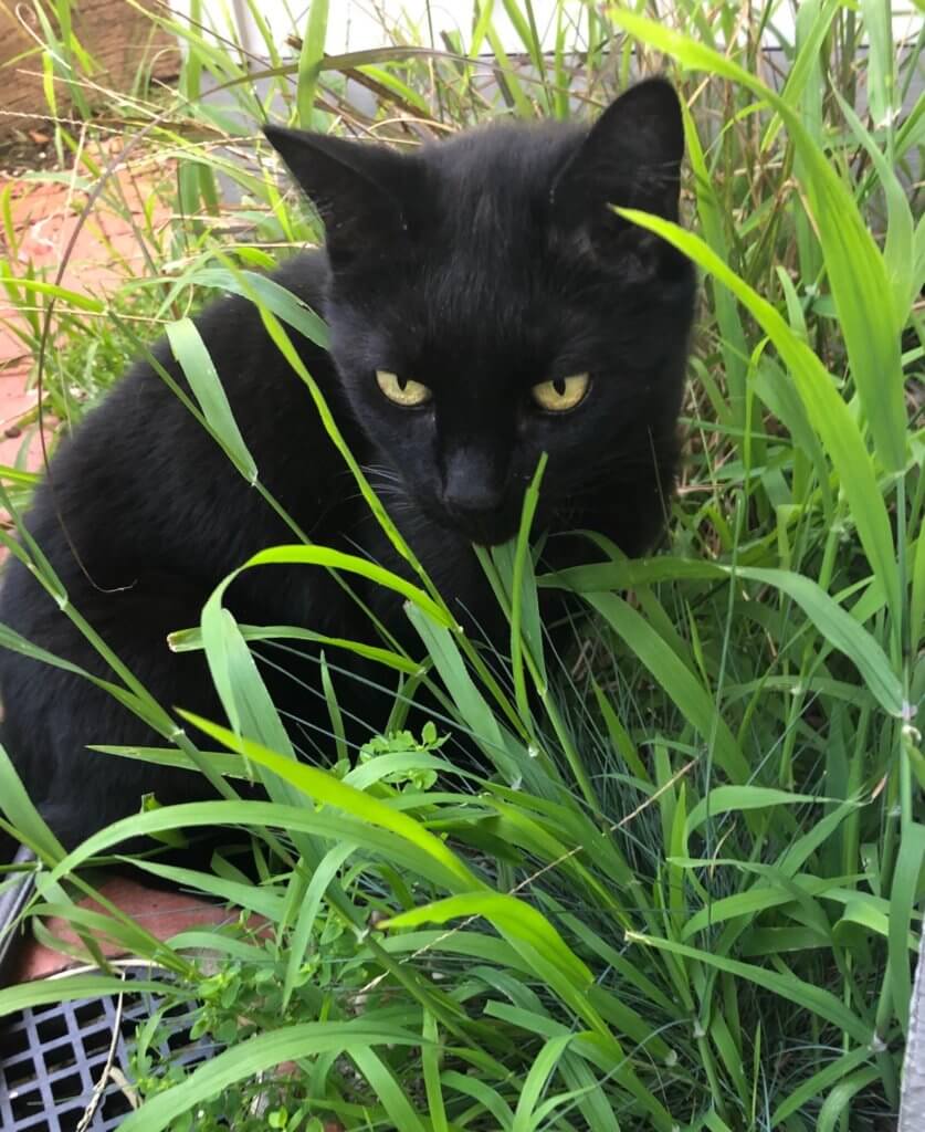 Miss Ebony, a 12-year-old black Domestic Shorthair cat with bright yellow eyes, sits calmly among green grass outdoors after receiving treatment for hyperthyroidism.