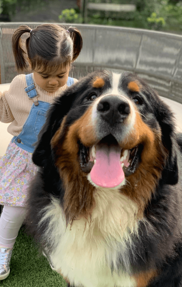 A large, happy Bernese Mountain Dog named Rafa sitting with a young child behind him, symbolizing his strength and recovery after surgery to remove towel remnants