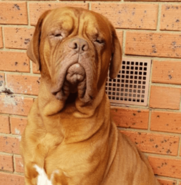 A Dogue de Bordeaux sitting against a brick wall, with gentle eyes and a calm expression, showing signs of mild eye irritation before treatment.