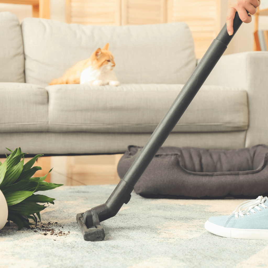Person vacuuming a rug while a cat watches cautiously from the couch, showing signs of anxiety.