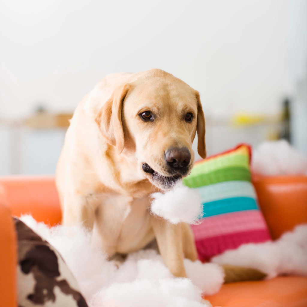 Labrador sitting on an orange couch surrounded by stuffing, looking guilty after chewing a pillow.