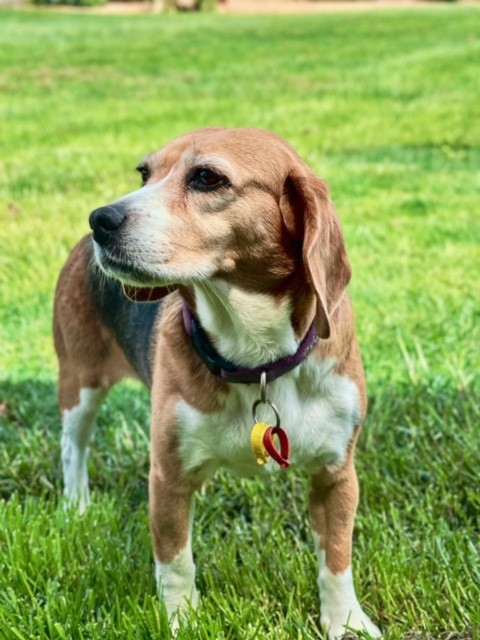 Ten-year-old Beagle named Priscilla standing on grass after being diagnosed with a mast cell tumour.