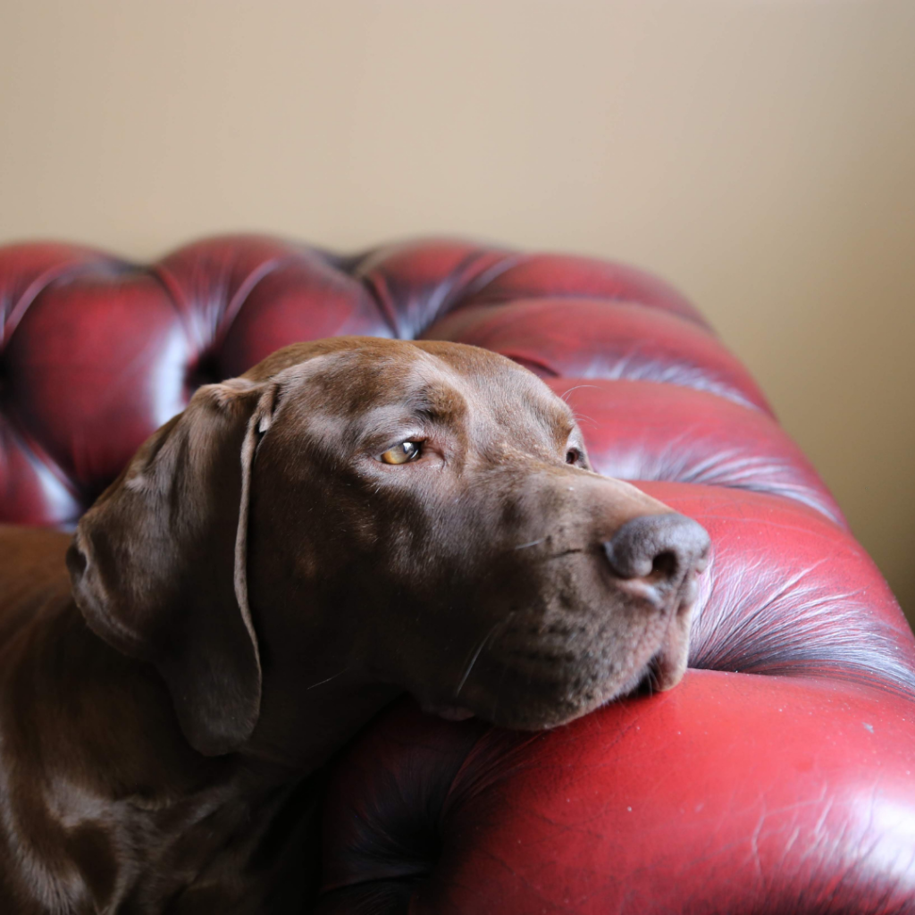 A brown dog resting quietly on a red leather couch, looking calm but a little bored during a quiet day at home