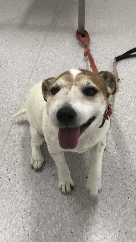 Ruby, a 10-year-old Jack Russell Terrier, sitting on a clinic floor with visible facial swelling and her tongue out, awaiting treatment for a suspected tooth root abscess and severe dental disease.