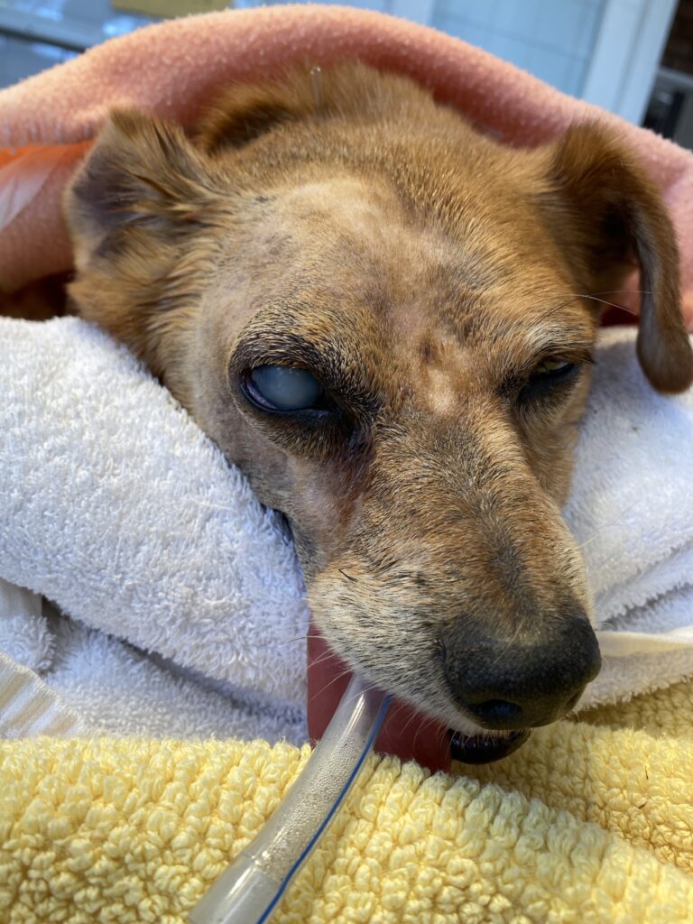 Senior Jack Russell Terrier cross named Roy resting on towels after being diagnosed with cataract and eye inflammation.