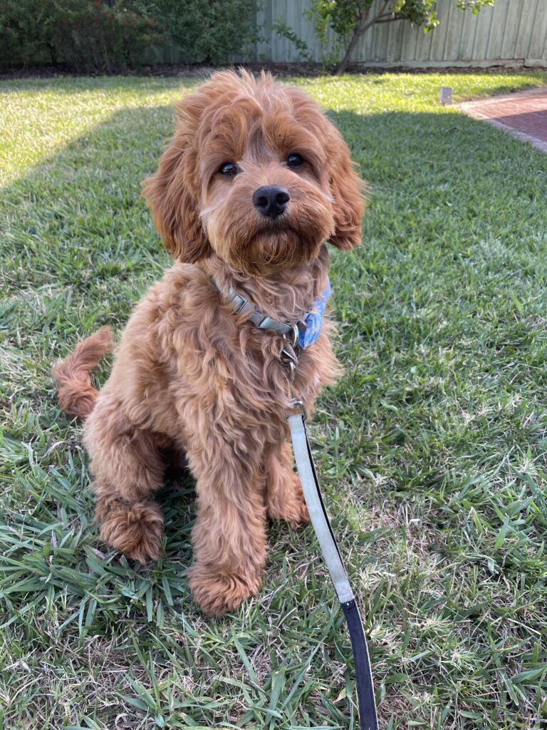 Six-month-old ruby Toy Cavoodle named Bowie sitting on grass after his castration, looking calm and brave.