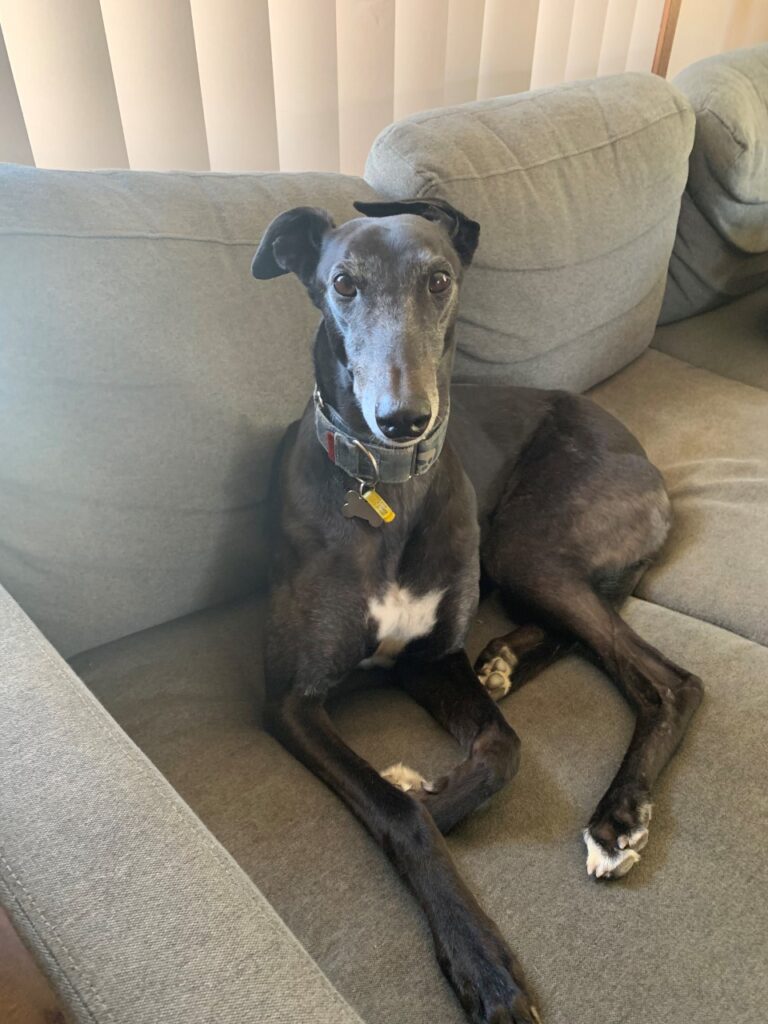 Six-year-old Greyhound named Zoe lying on a couch after sustaining a foot injury later found to be a fractured toe.