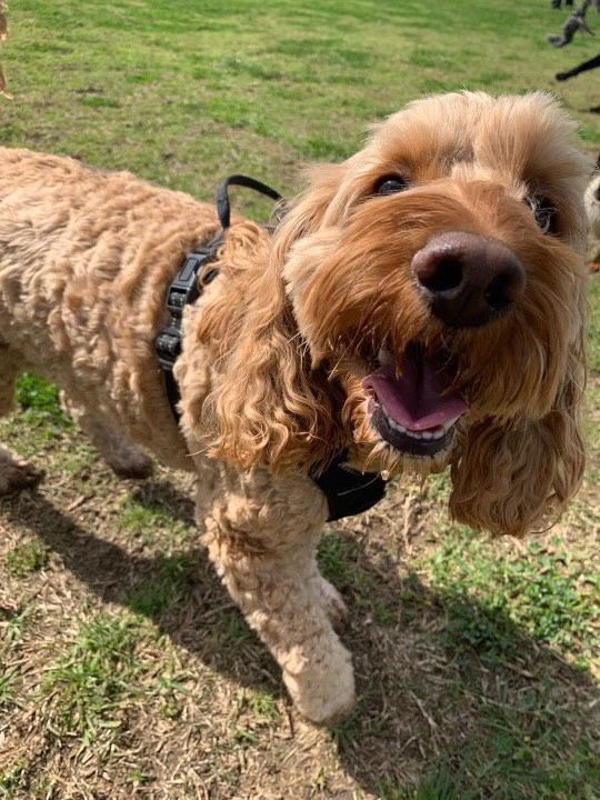 Two-year-old Spoodle named Lily standing on grass, looking happy despite healing from wounds after a dog attack.