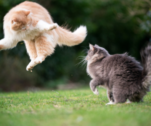 Two cats outdoors, one jumping and the other defensive, illustrating how cat fights can spread Feline Immunodeficiency Virus (FIV).