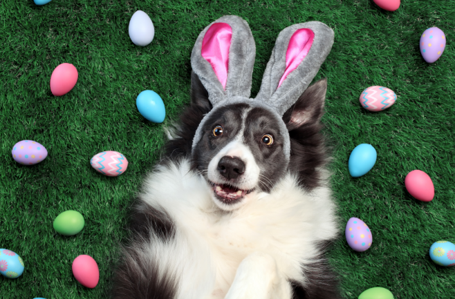 A happy black and white dog wearing bunny ears lying on grass surrounded by colorful Easter eggs, symbolizing Easter fun and a reminder to keep pets safe during holiday celebrations