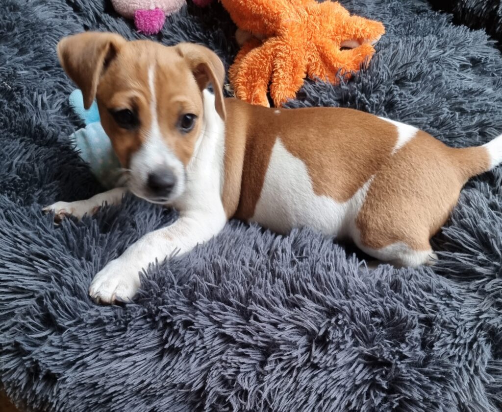 Thirteen-week-old Jack Russell Terrier puppy named Chubby lying on a fluffy gray blanket after desexing and hernia repair.