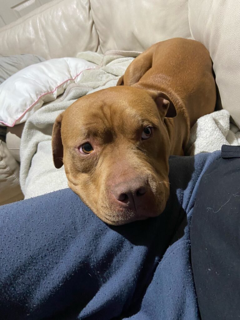 A brown American Staffordshire Bull Terrier named Nunes resting calmly on a couch during recovery from rat bait toxicity treatment