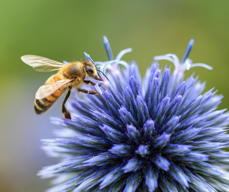 A honeybee collecting nectar from a vibrant purple flower, showcasing the beauty and potential sting hazard bees pose to curious pets