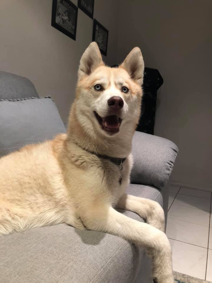 Akira, a seven-year-old husky, sits alert and happy on a couch, looking bright and relaxed while recovering from a fracture in her right forelimb toe.