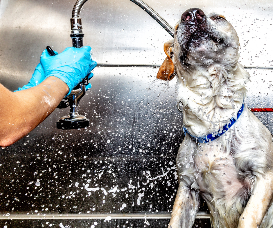 Dog being rinsed during a bath, illustrating proper grooming and how often dogs should be bathed.