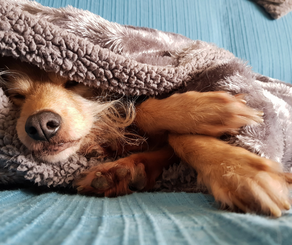 A small tan dog sound asleep under a warm grey blanket, paws relaxed and face peaceful, capturing the essence of slumbering tails and furry dreamscapes.