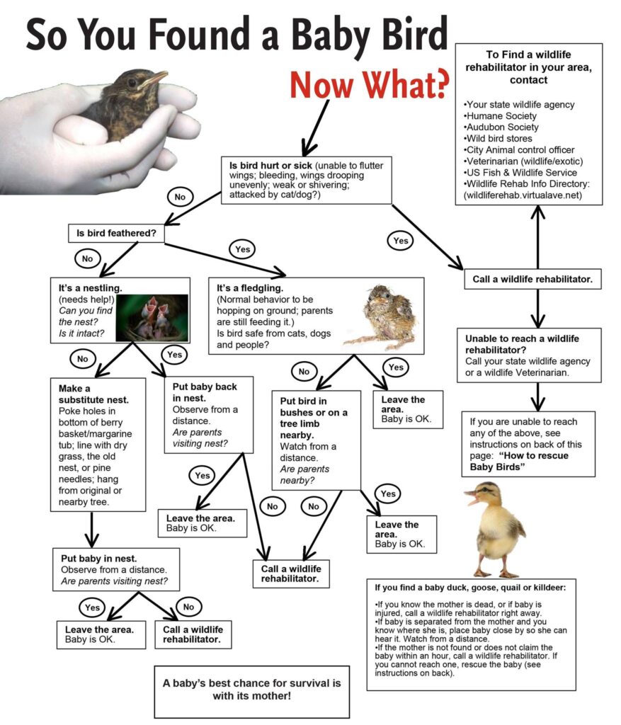 Educational flowchart titled “So You Found a Baby Bird – Now What?” explaining steps to identify and care for baby birds or fledglings.