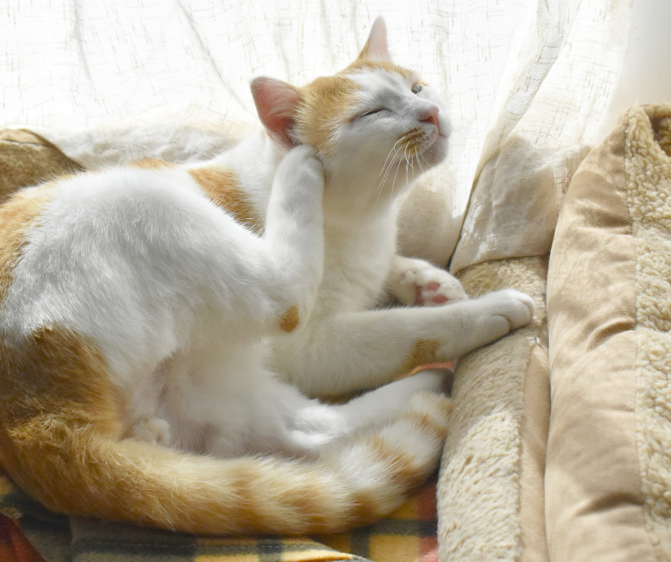 Cat sitting on a couch, scratching its head with a back paw, showing signs of skin irritation.
