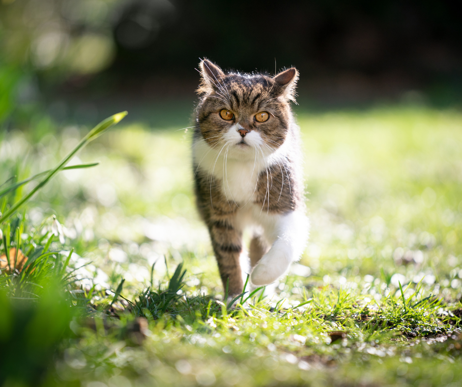 Cat walking through a sunlit garden, highlighting the need to protect pets from spring’s hidden hazards.