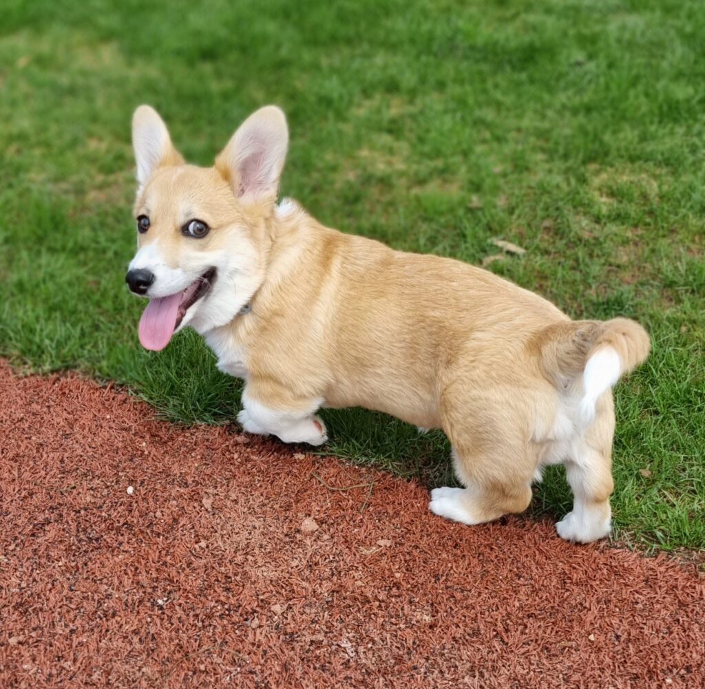 Corgi puppy
