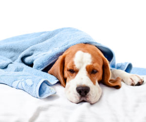 . Giardia is a zoonotic disease, meaning it can be transmitted from animals and humans and vice versa, that affects the gastrointestinal tract causing diarrhoea, abdominal cramps, bloating and nausea. 