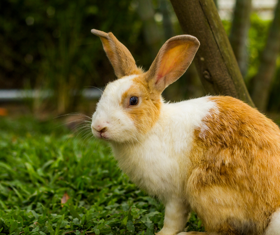Keep your bunny cool