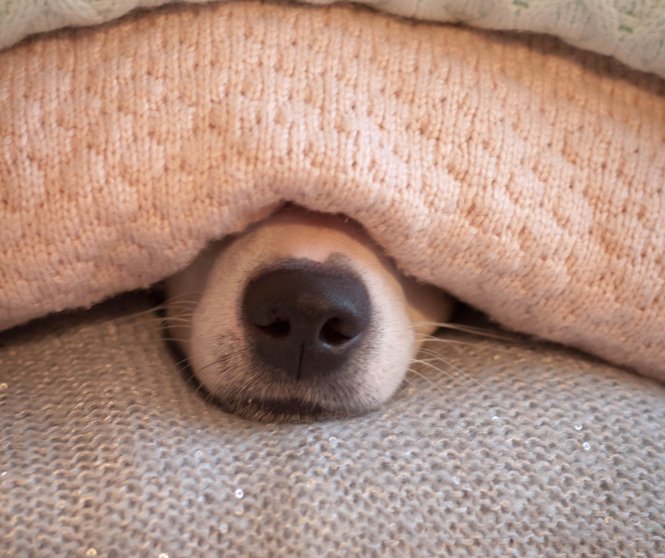 New years eve pet safety