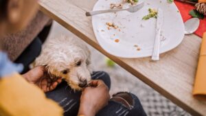 Christmas pet food hazards