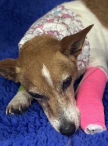 Jack Russell snake bite