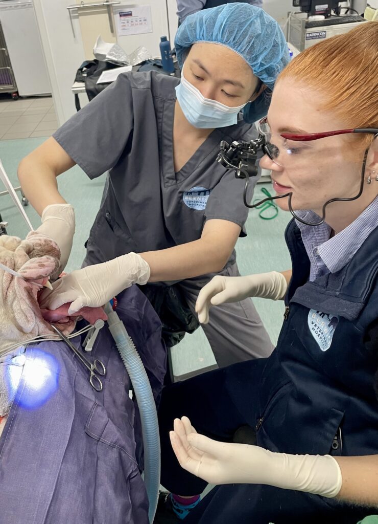 Two veterinarians perform a surgical procedure on a dog under anesthesia, wearing surgical masks and gloves while working carefully in a clinical setting.