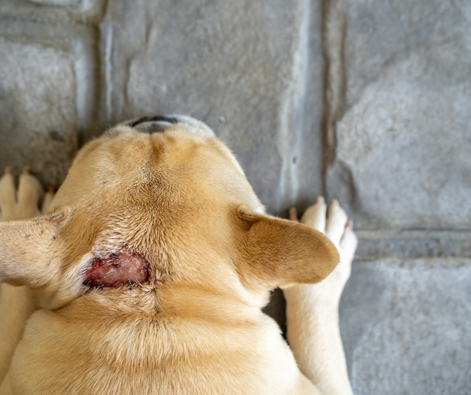 Hot spots in dogs