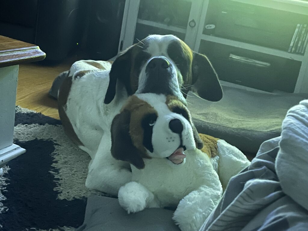 Wendy the Saint Bernard