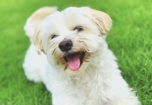 Cooper the Maltese