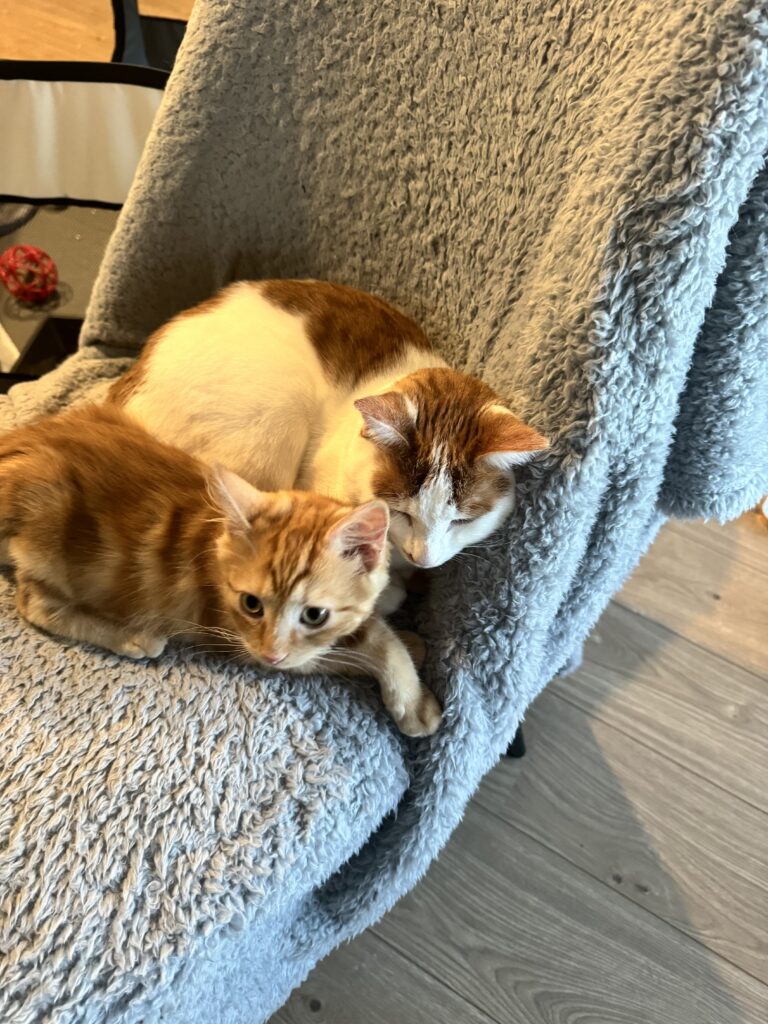 Cheeto the Kitten