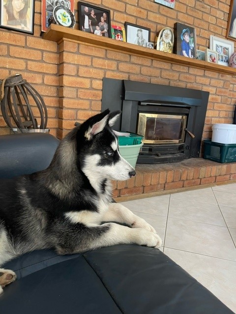 Freya the Siberian Husky puppy