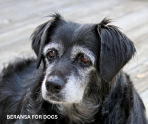 Beransa for dogs