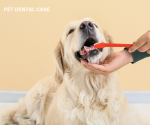 Pet dental care