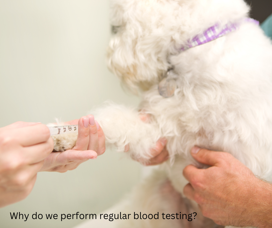 regular blood testing for pets
