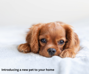 Introducing a new pet to your household